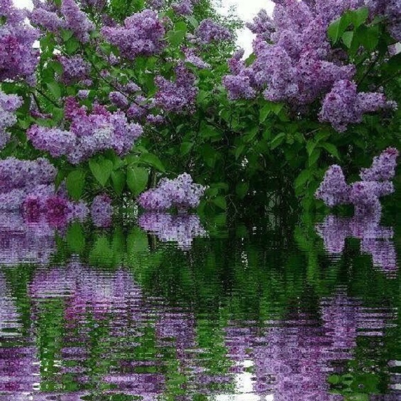 Meet your Posher, Susan - Picture 10 of 15